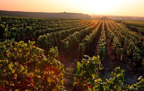 Domaine Vincey